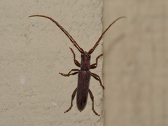 Aneflomorpha lineare