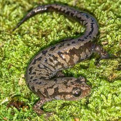Plethodon welleri