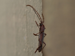 Aneflomorpha lineare