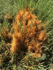 Cuscuta pacifica
