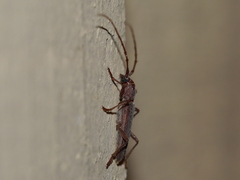 Aneflomorpha lineare