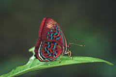 Paralaxita telesia