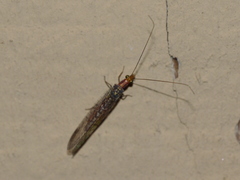 Eremochrysa punctinervis