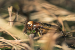 Teleogryllus derelictus