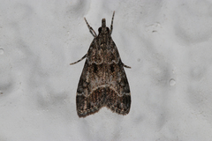 Eudonia mercurella