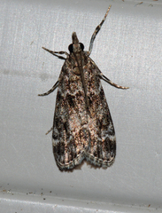 Eudonia mercurella