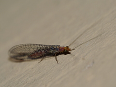 Eremochrysa punctinervis