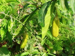 Aristolochia trilobata