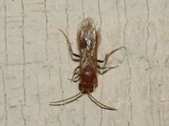 Sphaeropthalminae