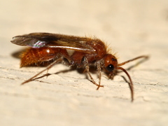 Sphaeropthalminae