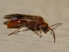 Sphaeropthalminae