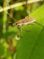 Lixus ochraceus