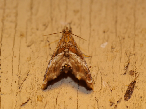 Dusky-patched Dicymolomia photo 5