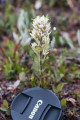 Castilleja parviflora albida