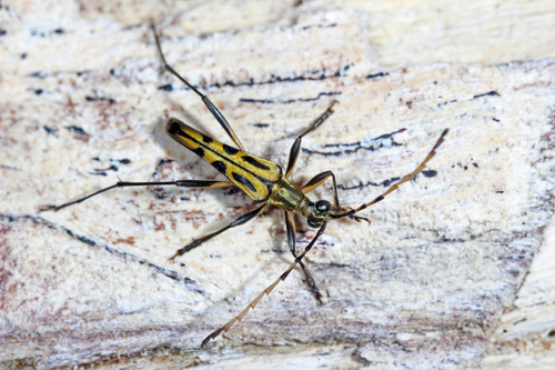 Asilaris