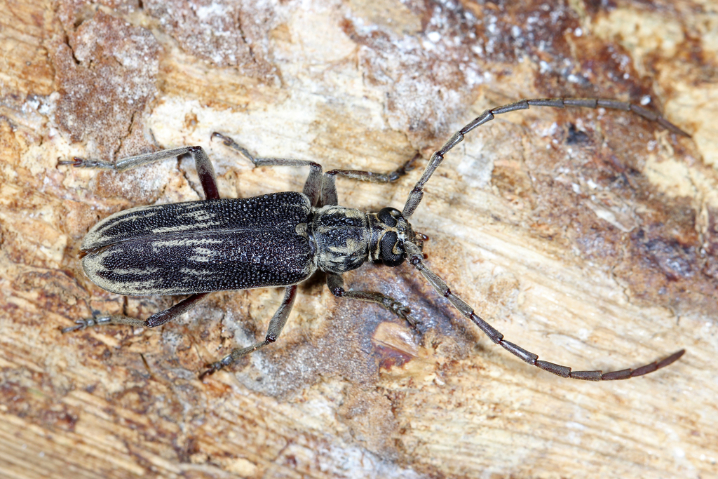 Xoanodera singularis