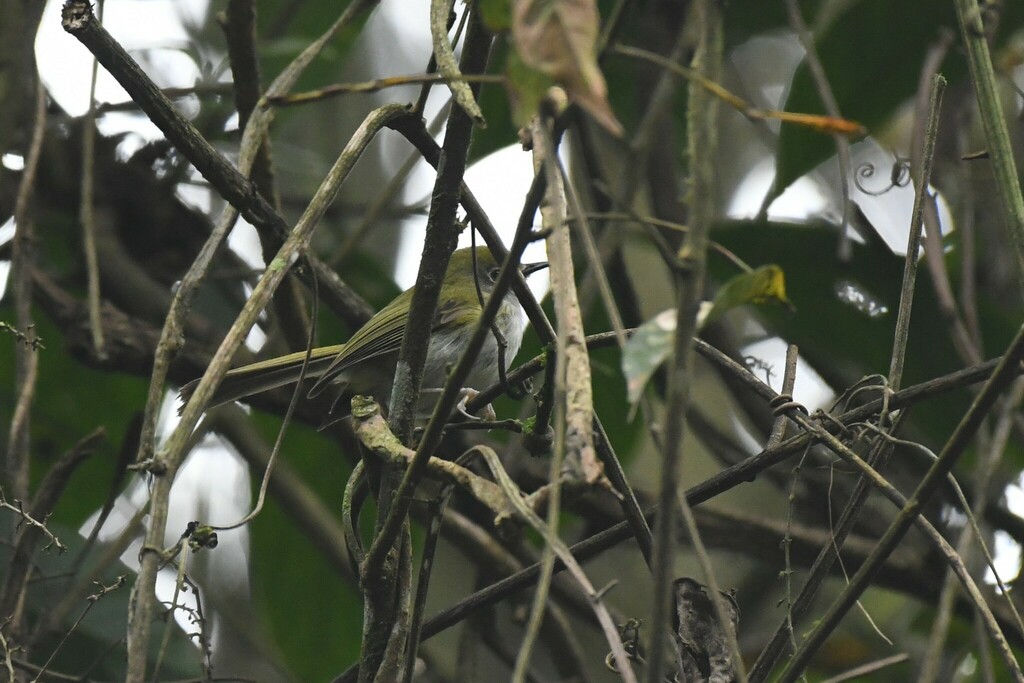 Serra do Mar Tyrannulet
