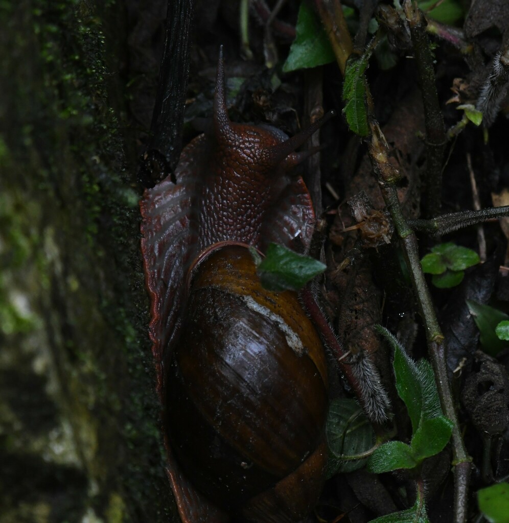 Megalobulimus pergranulatus