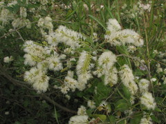 Pithecellobium lanceolatum