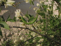 Pithecellobium lanceolatum