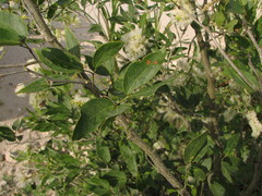 Pithecellobium lanceolatum