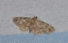 Gymnoscelis lophopus