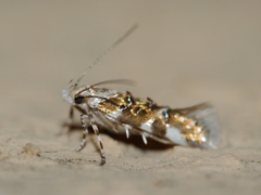 Stagmatophora