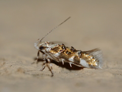 Stagmatophora