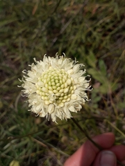 Cephalaria uralensis