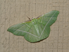 Dichorda illustraria