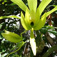 Cycnoches chlorochilon
