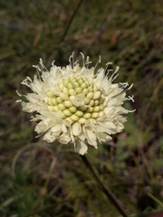 Cephalaria uralensis