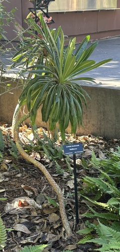 Lobelia boninensis iNat (2)
