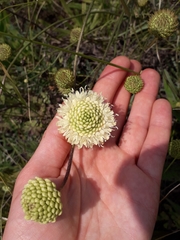 Cephalaria uralensis