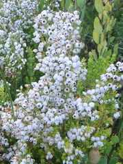 Erica pubescens