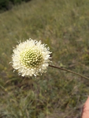 Cephalaria uralensis