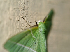 Dichorda illustraria