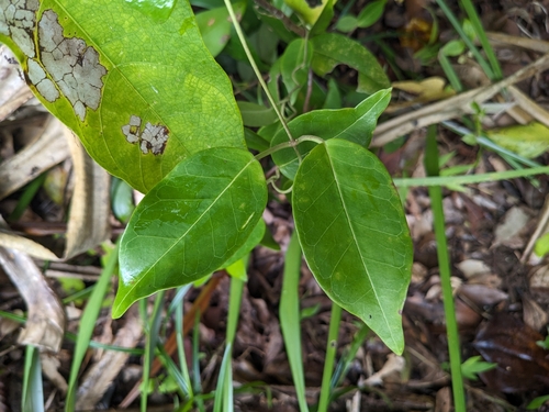 Cynanchum liukiuense iNat (3)