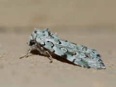Bryolymnia viridata