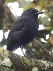 Myophonus borneensis