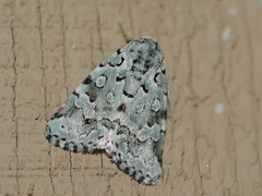 Bryolymnia viridata
