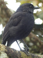 Myophonus borneensis