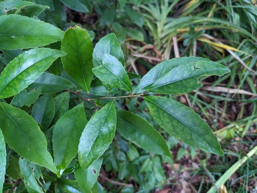 Ilex liukiuensis iNat (2)