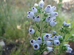 Erica pubescens