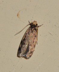 Hoplostega ochroma