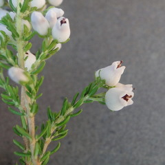 Erica pubescens