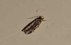 Hoplostega ochroma