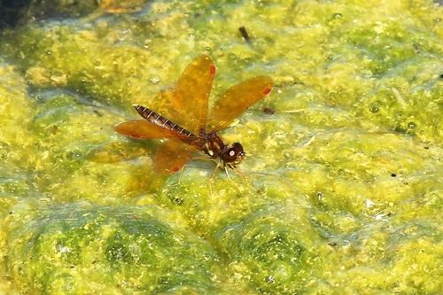 Eastern Amberwing photographed in Pennsylvania