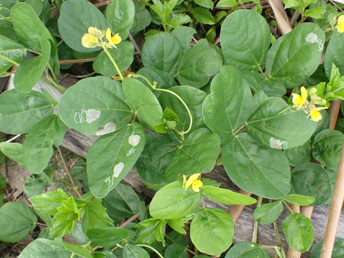 Vigna marina iNat (3)