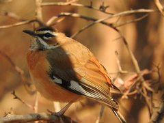 Cercotrichas quadrivirgata